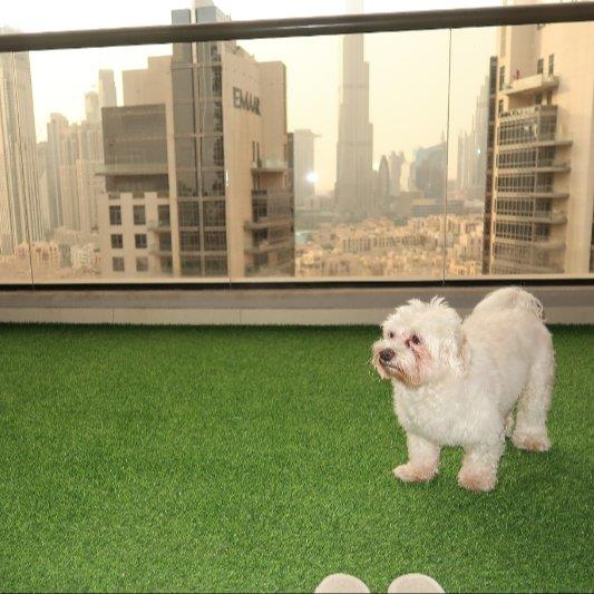 Rita Pet hotel experience in real homes! 2