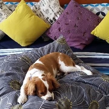 Michelle Pet hotel experience in real homes! 2