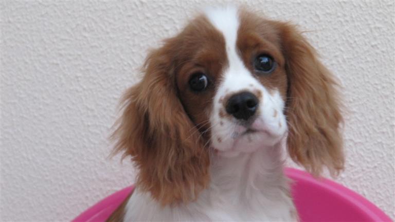 Michelle Dog boarding, Pet Boarding, Dog Walking and Pet Sitting.