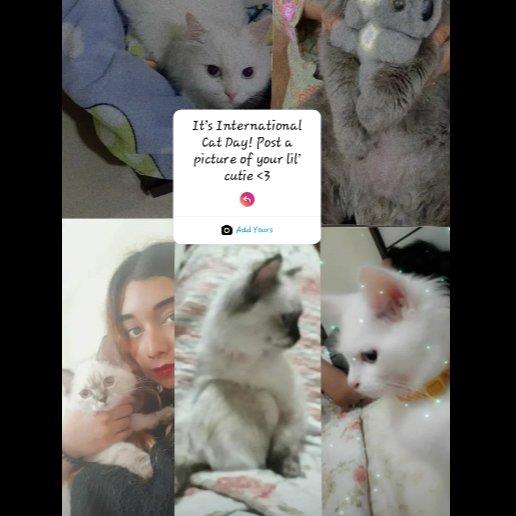 Suha Pet hotel experience in real homes! 3