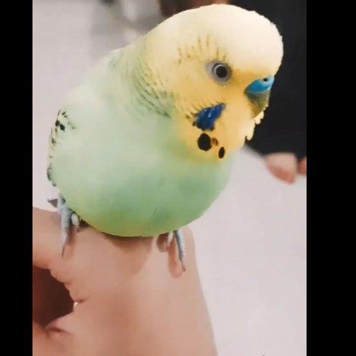 Suha Pet hotel experience in real homes! 5