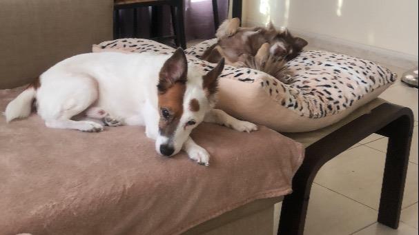 Lana Dog boarding, Pet Boarding, Dog Walking and Pet Sitting.