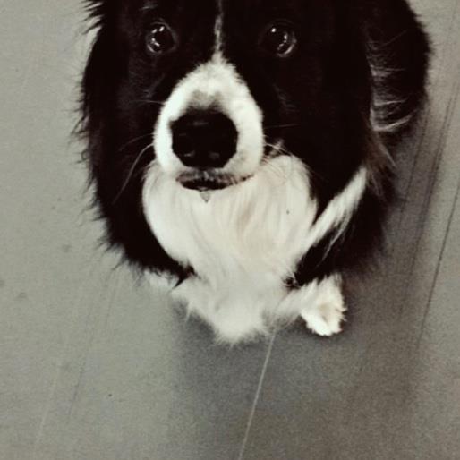 Nasser Pet hotel experience in real homes! 1
