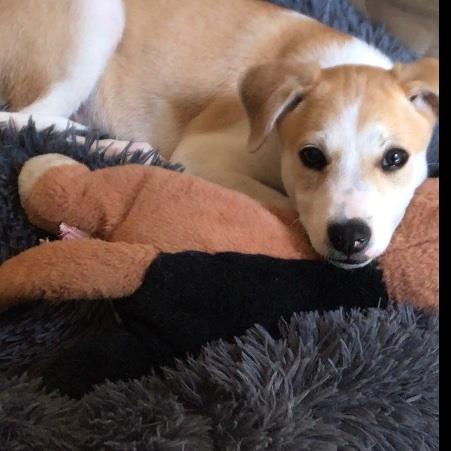 Nasser Pet hotel experience in real homes! 2