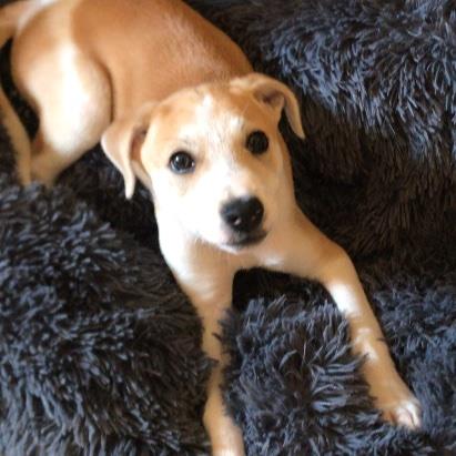 Nasser Pet hotel experience in real homes! 3