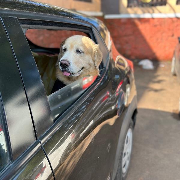 Disha Pet hotel experience in real homes! 1