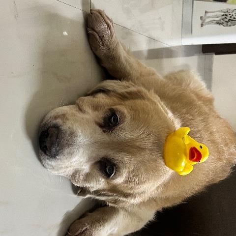 Disha Pet hotel experience in real homes! 3