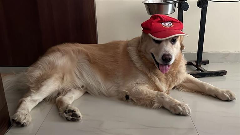 Disha Dog boarding, Pet Boarding, Dog Walking and Pet Sitting.