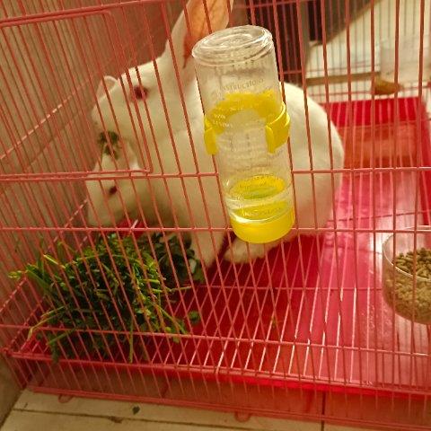 Anish Pet hotel experience in real homes! 2