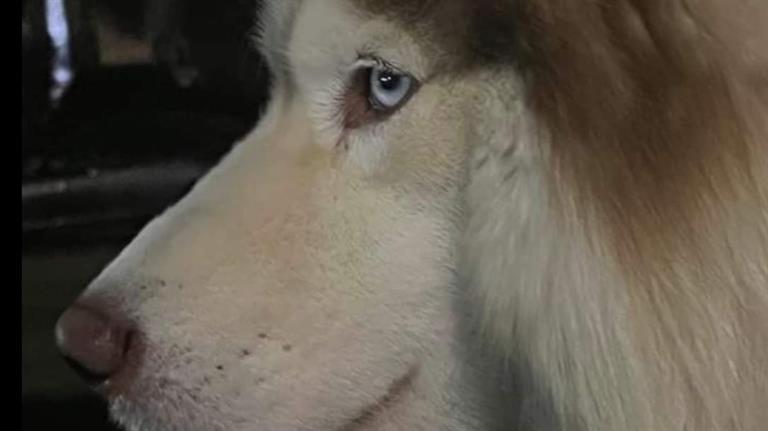 Vincent Dog boarding, Pet Boarding, Dog Walking and Pet Sitting.