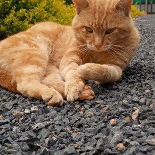 Vincent Pet hotel experience in real homes! 3