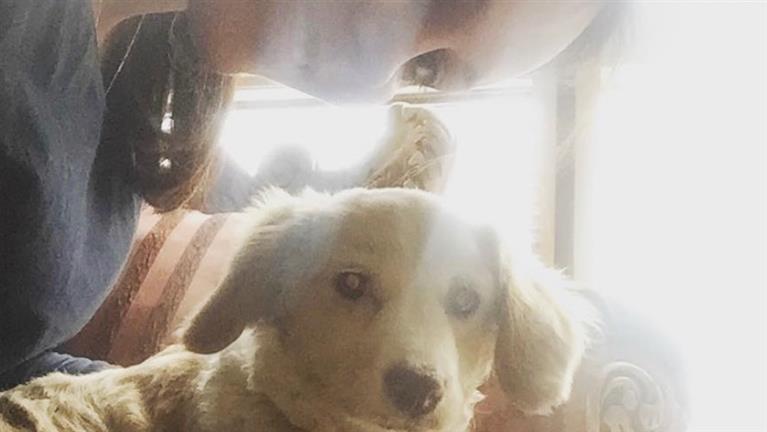 Sara Dog boarding, Pet Boarding, Dog Walking and Pet Sitting.