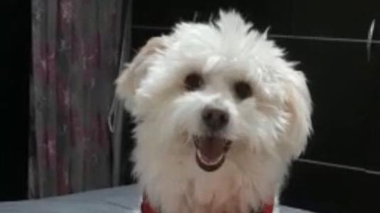 Mikaela Dog boarding, Pet Boarding, Dog Walking and Pet Sitting.