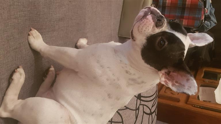 Goran Dog boarding, Pet Boarding, Dog Walking and Pet Sitting.