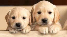 Paridhi Dog boarding, Pet Boarding, Dog Walking and Pet Sitting.