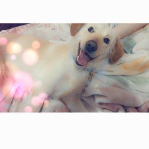 Kholoud  Pet hotel experience in real homes! 4
