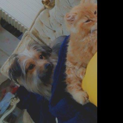 Kholoud  Pet hotel experience in real homes! 5