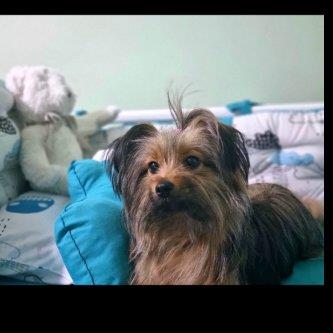 Kholoud  Pet hotel experience in real homes! 7