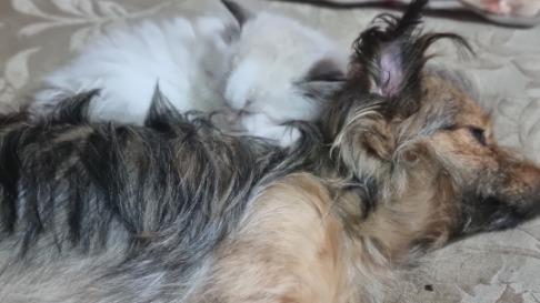 Kholoud  Dog boarding, Pet Boarding, Dog Walking and Pet Sitting.