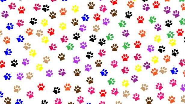 M Dog boarding, Pet Boarding, Dog Walking and Pet Sitting.