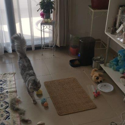 abdelhakim Pet hotel experience in real homes! 4