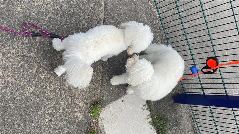 Tim Dog boarding, Pet Boarding, Dog Walking and Pet Sitting.