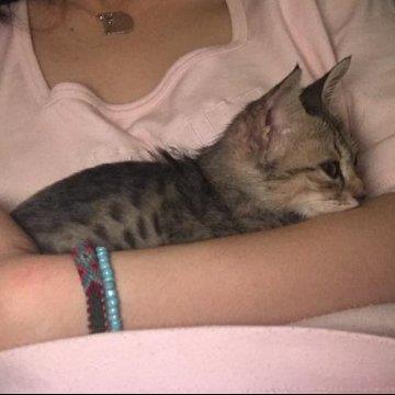 Sima Pet hotel experience in real homes! 3