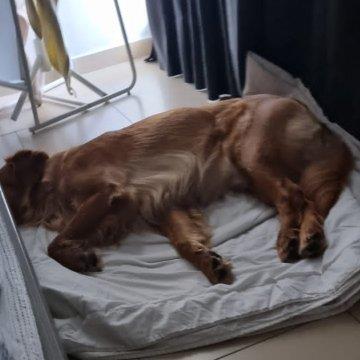 Divya Pet hotel experience in real homes! 1