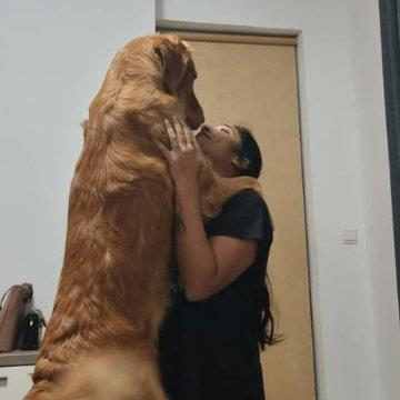 Divya Pet hotel experience in real homes! 2