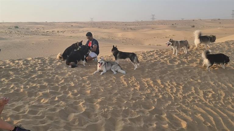 Raymond Dog boarding, Pet Boarding, Dog Walking and Pet Sitting.