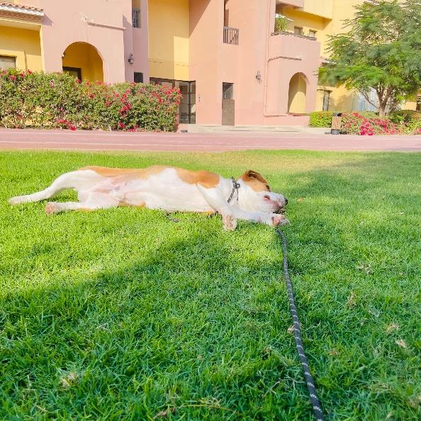 Anjana Pet hotel experience in real homes! 1