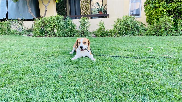 Anjana Dog boarding, Pet Boarding, Dog Walking and Pet Sitting.