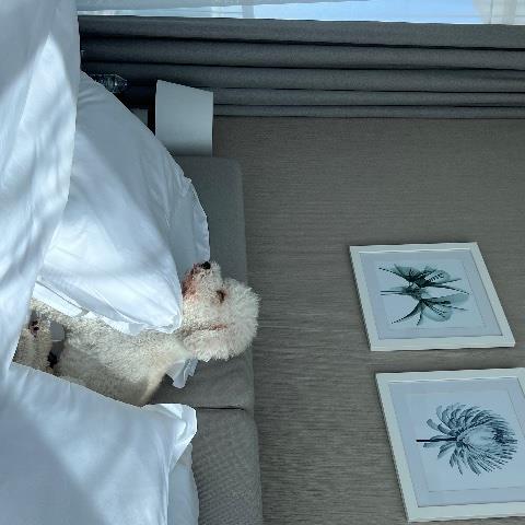 Sofia Pet hotel experience in real homes! 2