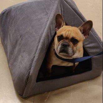 NITISH Pet hotel experience in real homes! 1