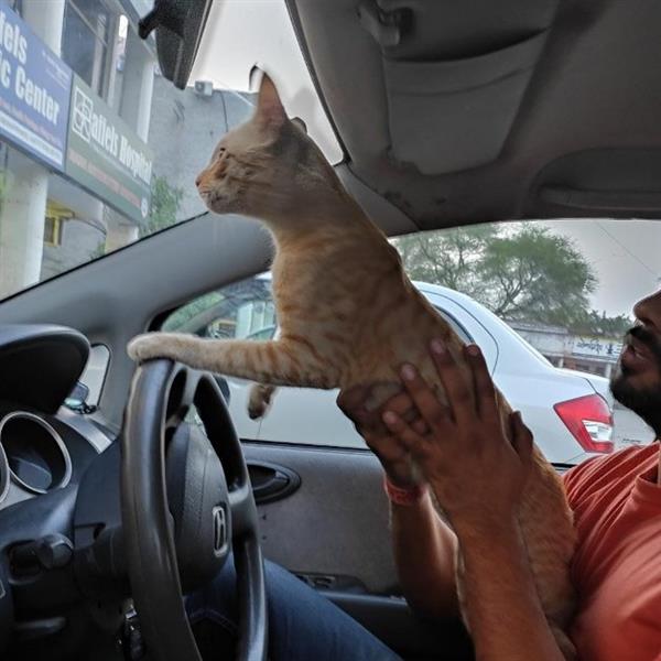 NITISH Pet hotel experience in real homes! 5