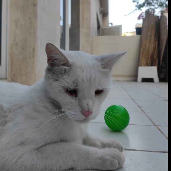 NITISH Pet hotel experience in real homes! 6