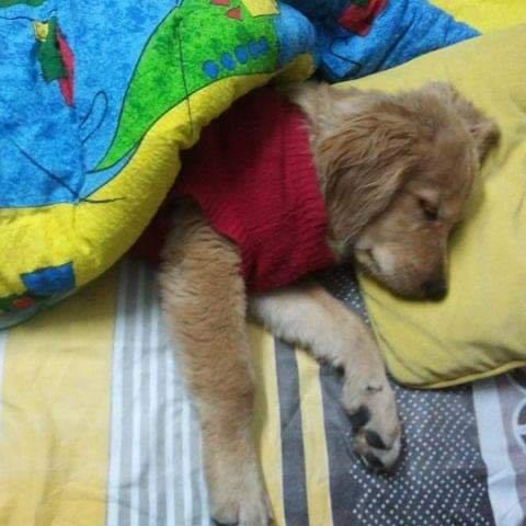 NITISH Pet hotel experience in real homes! 8