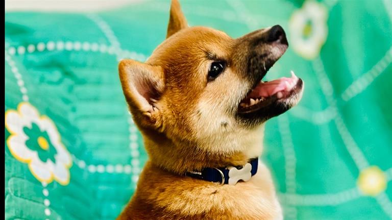 Pleshi Dog boarding, Pet Boarding, Dog Walking and Pet Sitting.