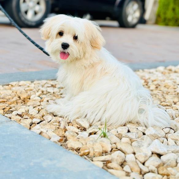 Pleshi Pet hotel experience in real homes! 3