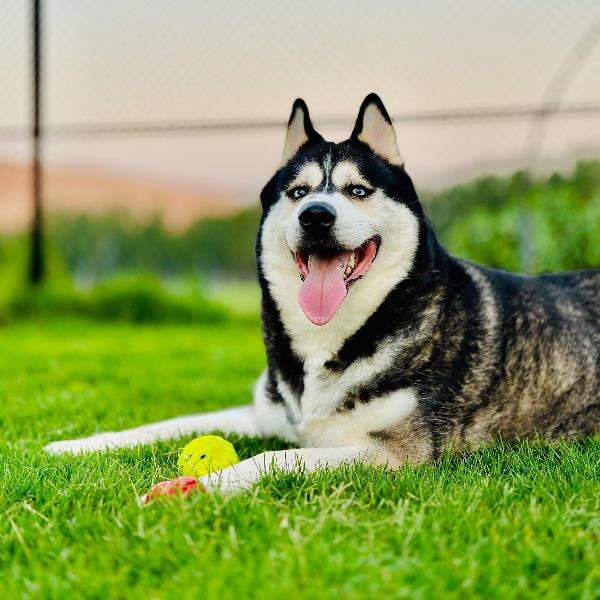 Pleshi Pet hotel experience in real homes! 6