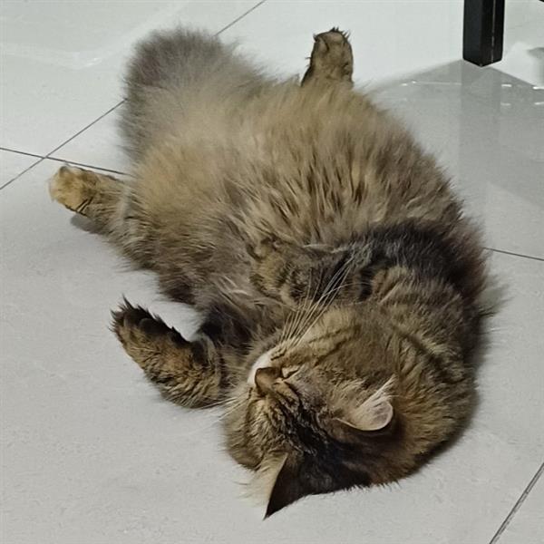 Noura Pet hotel experience in real homes! 3