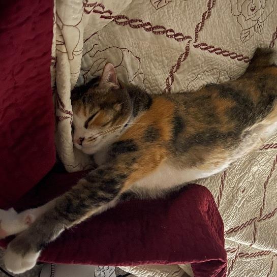 Hiba Pet hotel experience in real homes! 9