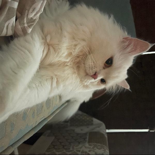 Hiba Pet hotel experience in real homes! 11
