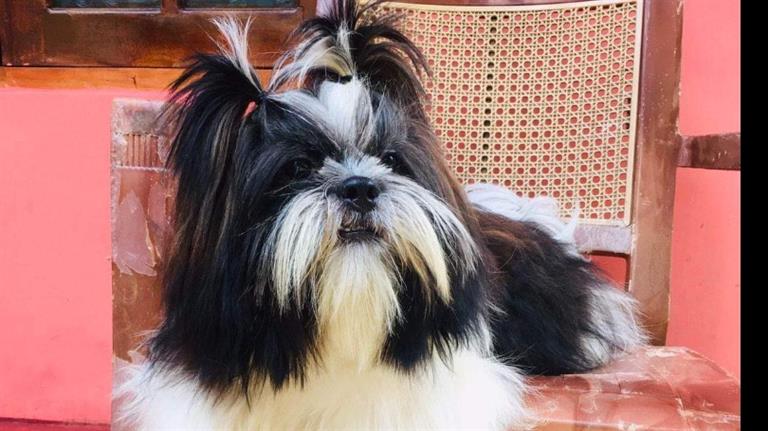Ishari Dog boarding, Pet Boarding, Dog Walking and Pet Sitting.