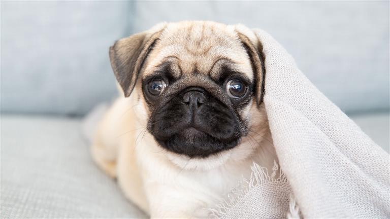 Piyumi Dog boarding, Pet Boarding, Dog Walking and Pet Sitting.