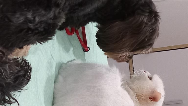 Emily Dog boarding, Pet Boarding, Dog Walking and Pet Sitting.