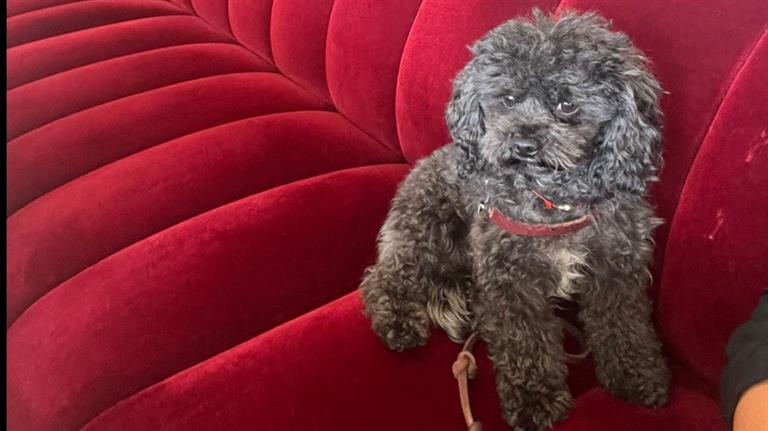 Ada Dog boarding, Pet Boarding, Dog Walking and Pet Sitting.