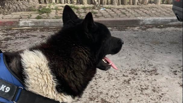 Meriam Dog boarding, Pet Boarding, Dog Walking and Pet Sitting.