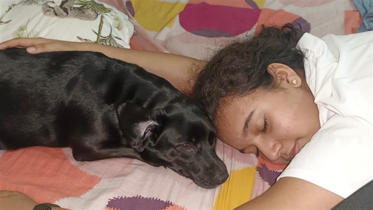 Merina Dog boarding, Pet Boarding, Dog Walking and Pet Sitting.