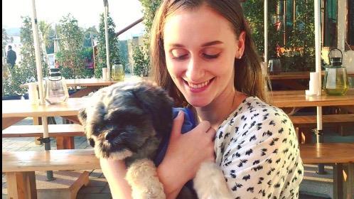 pet sitting and dog boarding dog babysi pet sitting dog boardi dog baby sitting